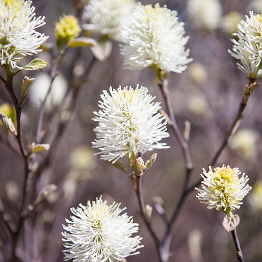 white flowers